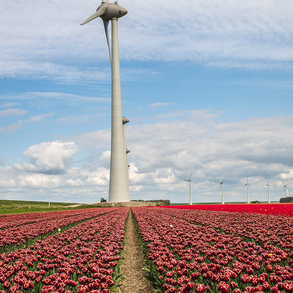 A windmill on flower field
